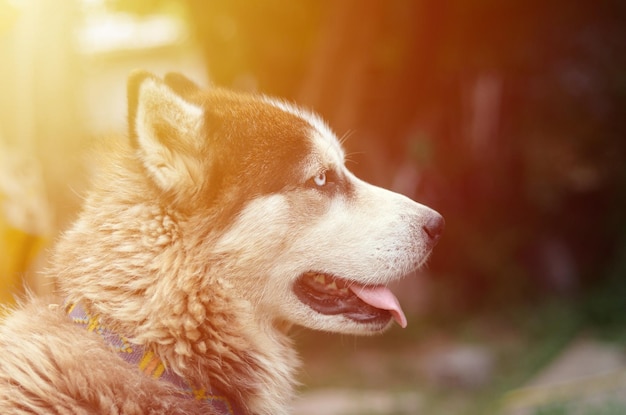 Arctic Malamute with blue eyes muzzle portrait close up This is a fairly large dog native type