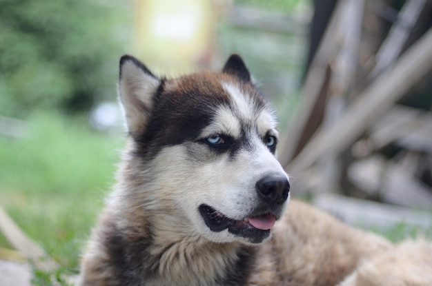 Arctic Malamute with blue eyes muzzle portrait close up This is a fairly large dog native type