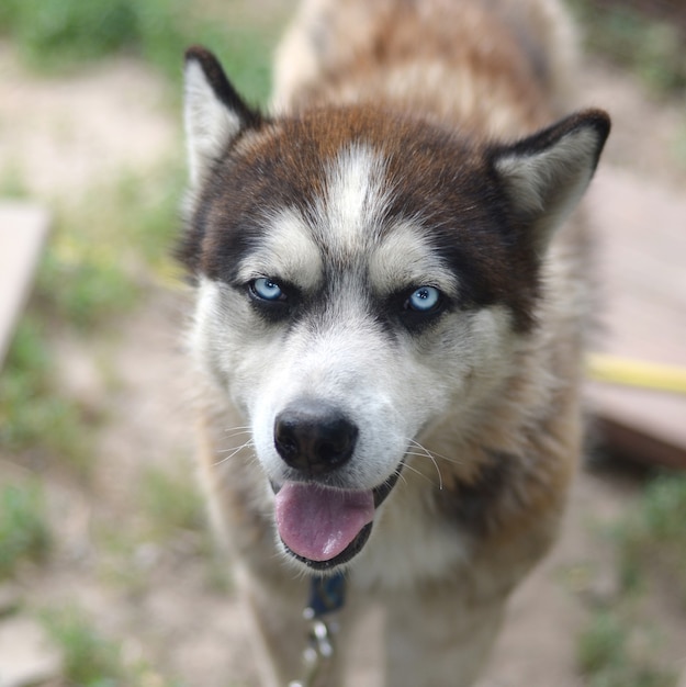 Arctic Malamute with blue eyes muzzle portrait close up. This is a fairly large dog native type