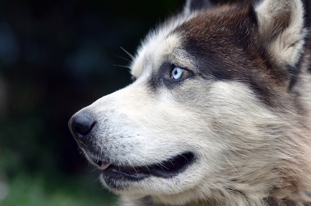 Arctic Malamute with blue eyes muzzle portrait close up. This is a fairly large dog native type