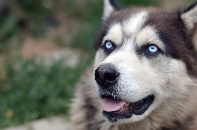 Arctic Malamute with blue eyes muzzle portrait close up. This is a fairly large dog native type