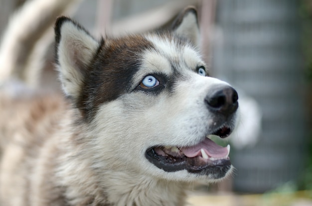 Arctic Malamute with blue eyes muzzle portrait close up. This is a fairly large dog native type