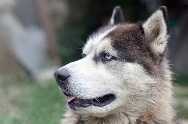 Arctic Malamute with blue eyes muzzle portrait close up. This is a fairly large dog native type