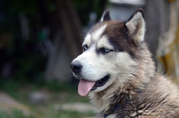 Arctic Malamute with blue eyes muzzle portrait close up. This is a fairly large dog native type