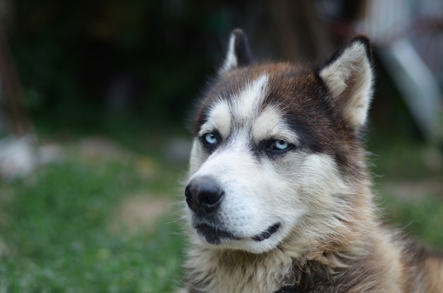 Arctic Malamute with blue eyes muzzle portrait close up. This is a fairly large dog native type