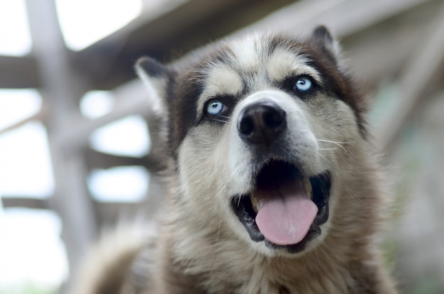 Arctic Malamute with blue eyes muzzle portrait close up. This is a fairly large dog native type