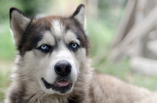 Arctic Malamute with blue eyes muzzle portrait close up. This is a fairly large dog native type