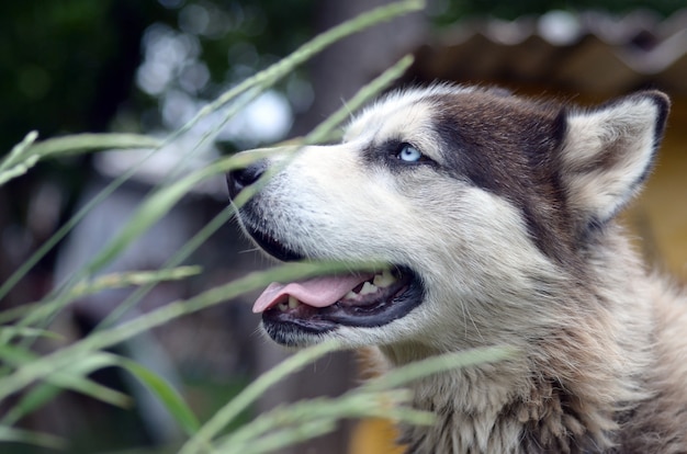 Arctic Malamute with blue eyes muzzle portrait close up throught the green grass stems with selective focus