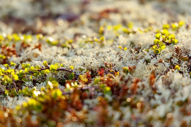 Arctic Tundra lichen moss closeup Found primarily in areas of Arctic Tundra alpine tundra it is extremely coldhardy Cladonia rangiferina also known as reindeer cup lichen