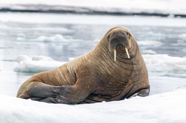 Arctic Walrus on Ice Floe