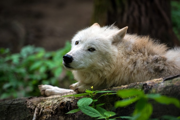 Arctic Wolf (Canis lupus arctos) aka Polar Wolf