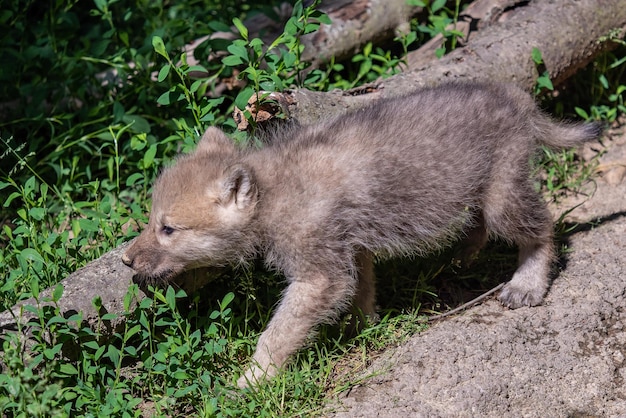 Arctic wolf cub Canis lupus arctos