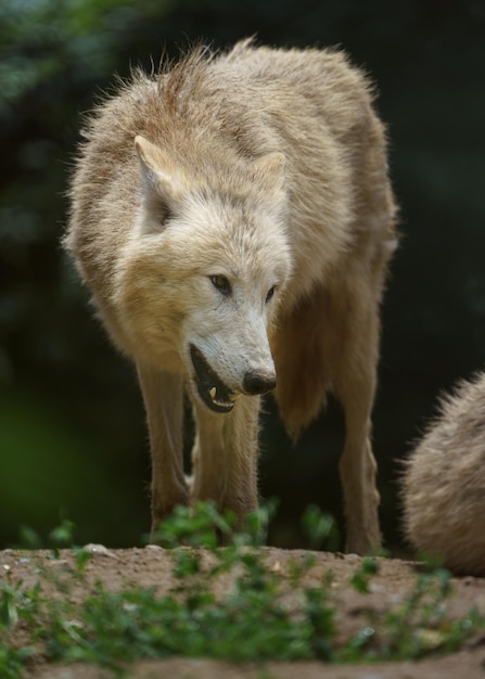 Arctic wolf