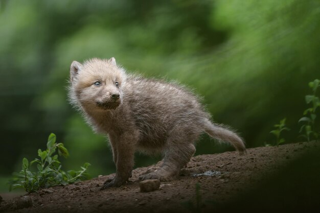 Arctic wolf