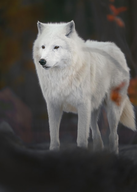 Arctic wolf