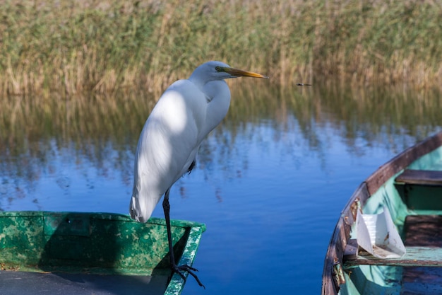 Ardea alba also known as the common egret large egret or great white egret or great white heron Kemeri National Park Latvia