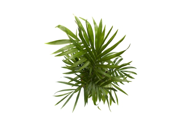 Areca palm top view, isolated on white background. Dypsis lutescens .