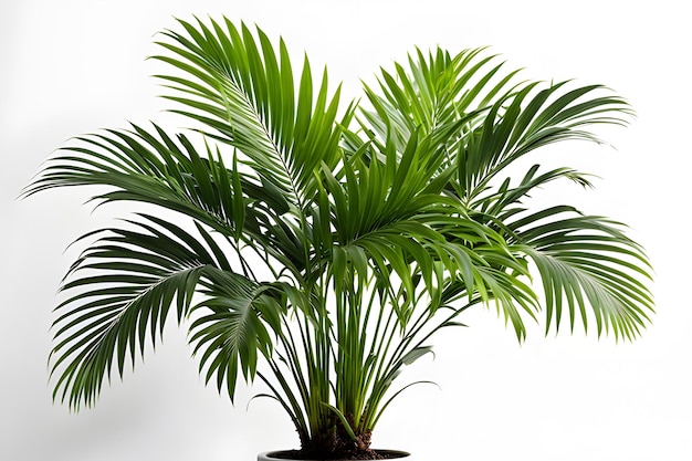 Areca plant on white background