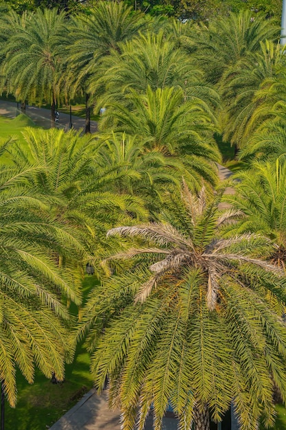 Arecaceae palm plants background Beautiful tropical background for summer vibes Beauty in nature green tropical for banner and design Nature concept