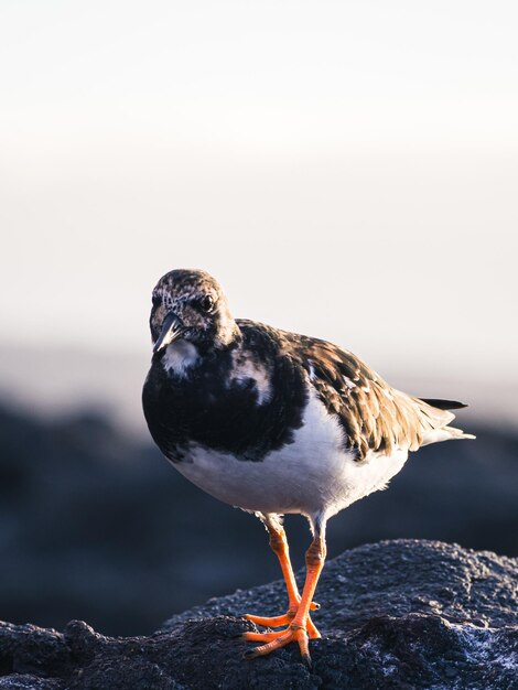 Arenaria interpres on the coast of Tenerife