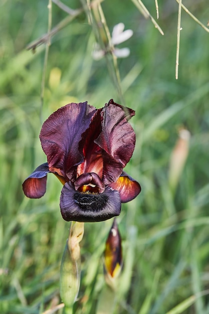 Argaman burgundy wild iris or Iris atropurpurea or coastal iris blooming in spring field in spring at sunset