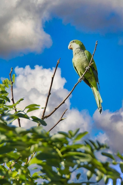 Argentine parrot perched on a tree branch with a cloudless blue sky in the background.