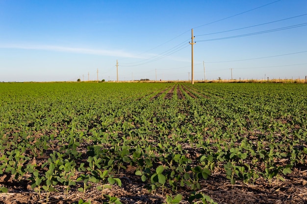 Argentinian countryside landscape with soybean plantation