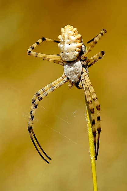 Argiope lobata. Spider isolated on a natural background