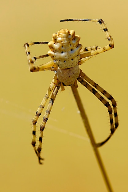 Argiope lobata. Spider isolated on a natural background