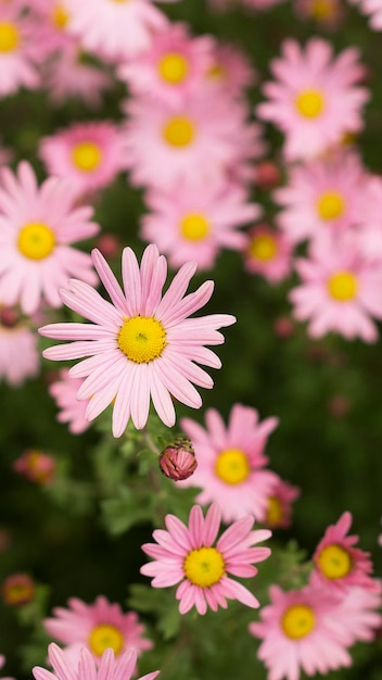 Argyranthemum pink flowers silver bush flower 4