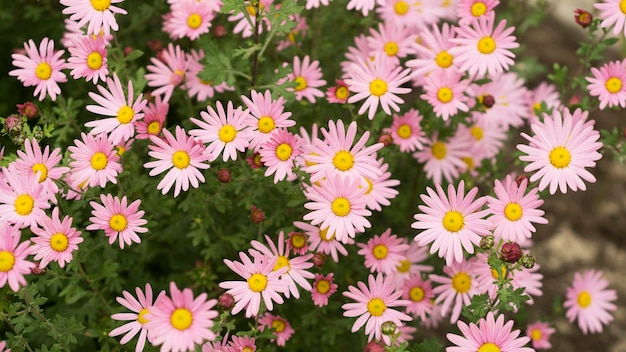 Argyranthemum pink flowers silver bush flower 8