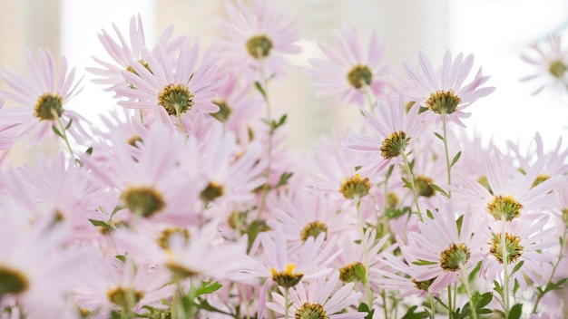 Argyranthemum pink flowers silver bush flower 91