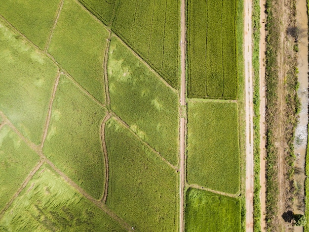 Arial view of  rice fields growing. concept agriculture