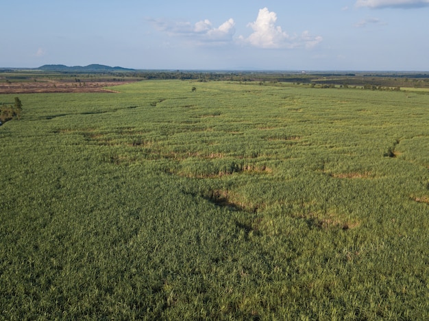 Arial view of sugarcane fields growing in afternoon with shadow of cloud and nature.. concept agriculture