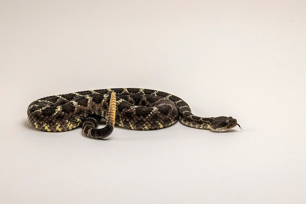 Arizona Black Rattlesnake Isolated on White Background