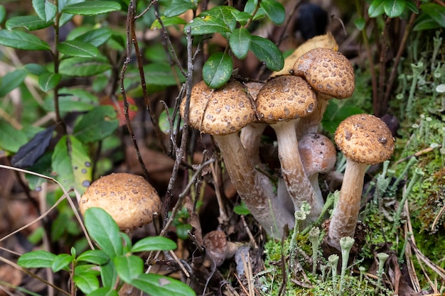 Armillaria mellea, commonly known as honey fungus, is a basidiomycete fungus in the genus Armillaria.