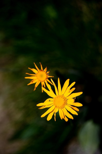 Arnica montana flower on the alps orobiche Lombardy Italy