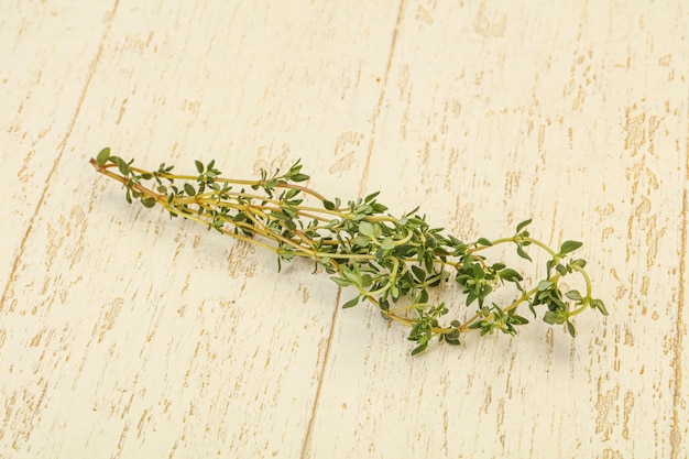 Aroma Fresh green thyme branch