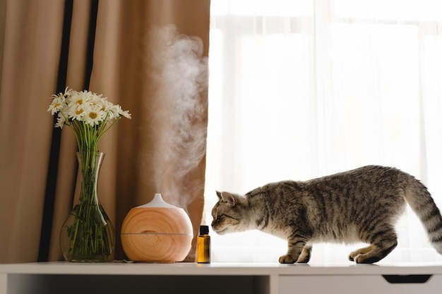 Aromatherapy concept Aroma oil diffuser with cat on the table against the window Air freshener Ultrasonic aroma diffuser for home