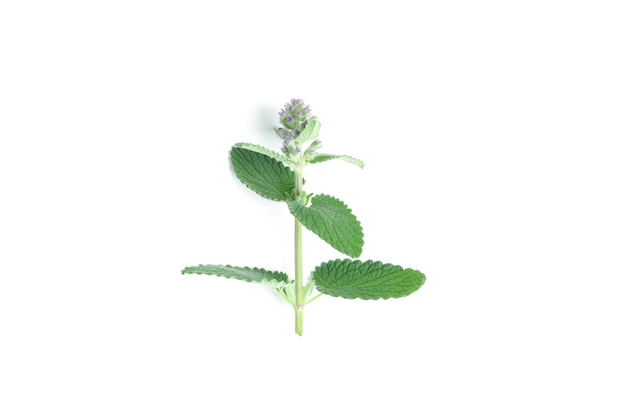 Aromatherapy concept mint isolated on white background