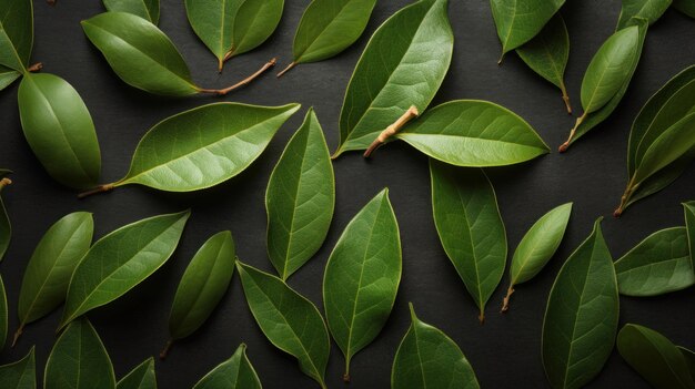 Aromatic Bay leaves Spice Horizontal Background