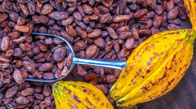 Aromatic brown Cocoa beans and cocoa seed with cacao yellow ripe raw materials of Chocolat