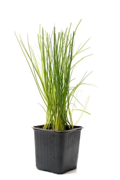 Aromatic Chives plant isolated.