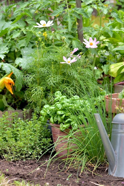 Aromatic plant and basil potted growing   in a vegetable  garden with a waterning can