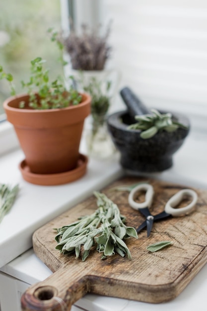 Aromatic sage leaves herbs at kitchen