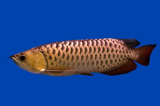 Arowana dragon fish