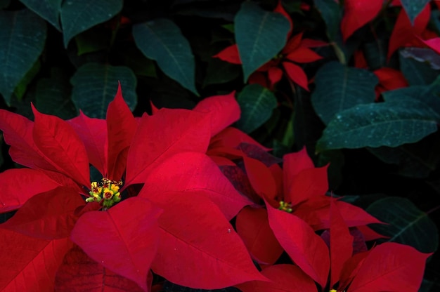 An arrangement of beautiful poinsettias Red poinsettia or Christmas Star flower