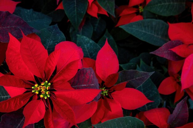 An arrangement of beautiful poinsettias Red poinsettia or Christmas Star flower