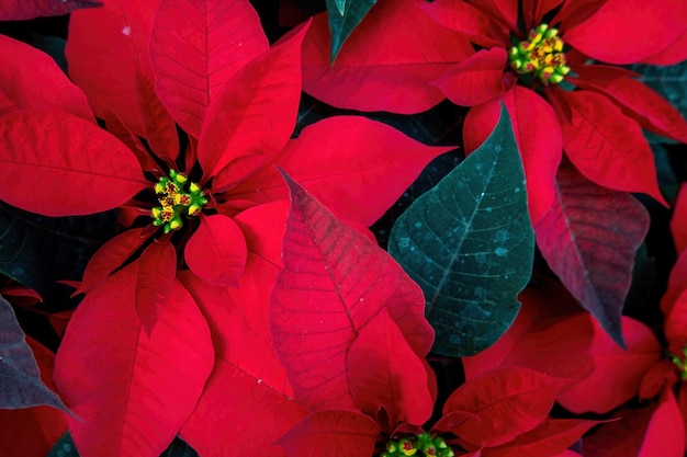 An arrangement of beautiful poinsettias Red poinsettia or Christmas Star flower