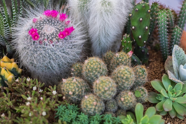 Arrangement of succulents and cactus